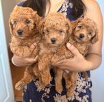 Maltipoo valpar