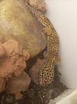 leopardgecko 
