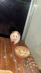 hamster