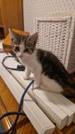 Kattunge