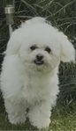 Bichon fris hane