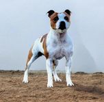 Staffordshire bullterrier Tik SKK