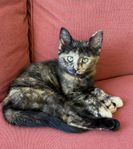 Hona av blandningen norsk skogkatt o bondkatt 
