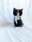 Maine coon / Norsk skogskatt