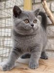 Kattunge, brittisk korthår MED STAMTAVLA (leveransklar nu)