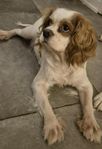 Cavalieren Elsa söker fodervärd