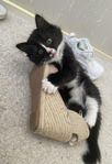 Hane av blandningen norsk skogkatt och bondkatt 