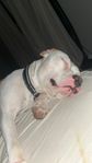 Amstaff hane med stamtavla  