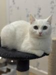 Nordisk kattunge?