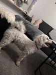 maltipoo