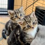 Kattungar Chinchilla Perser blandning