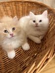 katt