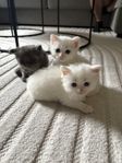 Långhåriga vita och gråa kattungar