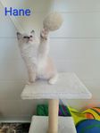 Ragdoll ungar 
