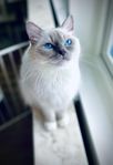 Fertil underbar Ragdollhona,  lilamaskad-mitted