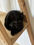 Kattungar, kattbebisar, katter 