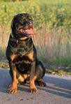 Rottweiler tik 1,5år