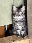blandras - Ragdoll norskskogkatt