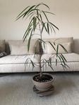 BAMBUFICUS