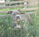 American bully valp