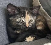Kattunge säljes