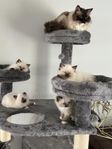 Ragdoll kattungar 