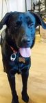Labrador hane 6år söker nytt hem