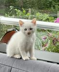 Han kattunge söker eget hem