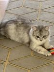 underbar social katt