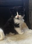 Kattungar