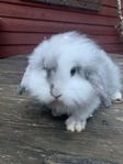 Leveransklara Kaninungar teddy/lejonhuvad/vädur säljes