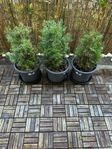 3x växter för dekoration 