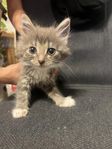 kattungar 