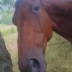 Obs. Söker hö/hösilage 