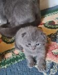 Ljuvliga kattungar 