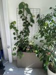 Stor Blommor Kruka med Blommor