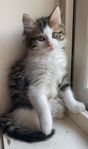 Norsk Skogkatt/Maine Coon långhårig kattunge