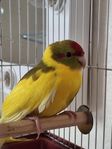 Kakariki