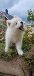 Samojed valpar Skk registrerade 