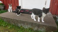 Söta kattungar - 12 veckor