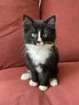 Hane av blandningen norsk skogkatt och bondkatt