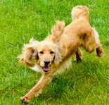 cocker spaniel tik