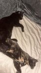kattungar söker nytt hem