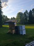 Dagligen färska ägg från våra ekologiska höns.