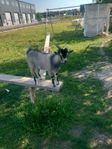 Afrikansk dvärgget,bock killing