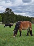 Stallplatser finns i litet mysigt stall i Kimstad