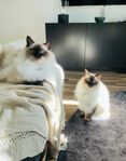Två underbara ragdoll katter 