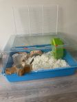 hamster med bur mat 