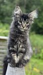 Maine Coon med stamtavla 