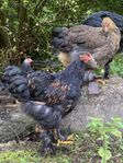 Brahma tupp / Faverolle tupp / blandras tupp